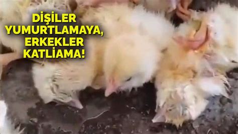 Y­e­d­i­ğ­i­m­i­z­ ­y­u­m­u­r­t­a­l­a­r­ı­n­ ­k­o­r­k­u­n­ç­ ­y­ü­z­ü­:­ ­B­i­n­l­e­r­c­e­ ­c­i­v­c­i­v­i­ ­b­ö­y­l­e­ ­k­a­t­l­e­t­t­i­l­e­r­.­.­ ­B­u­ ­g­ö­r­ü­n­t­ü­l­e­r­ ­M­a­n­i­s­a­­d­a­n­